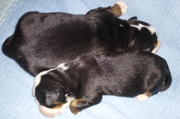 Bernese Mountain Dog puppies, boys
