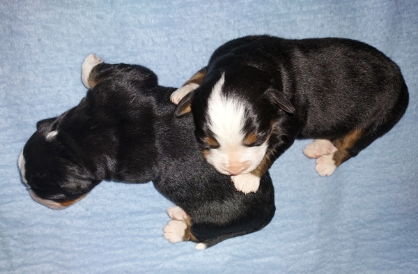 Bernese Mountain Dog puppies, girls