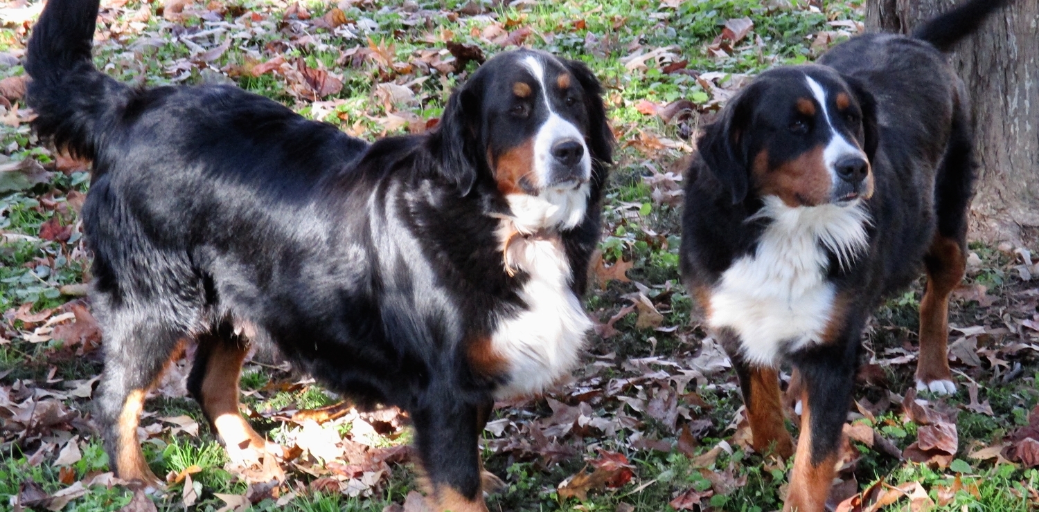 Bernese Mountain Dogs