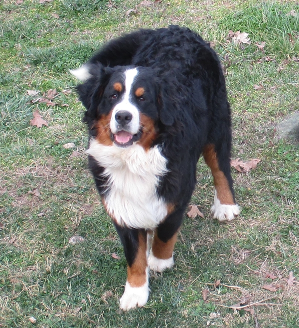 Boots, Bernese Mountain Dog Father