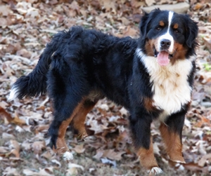 Fabio, Bernese Mountain Dog Father