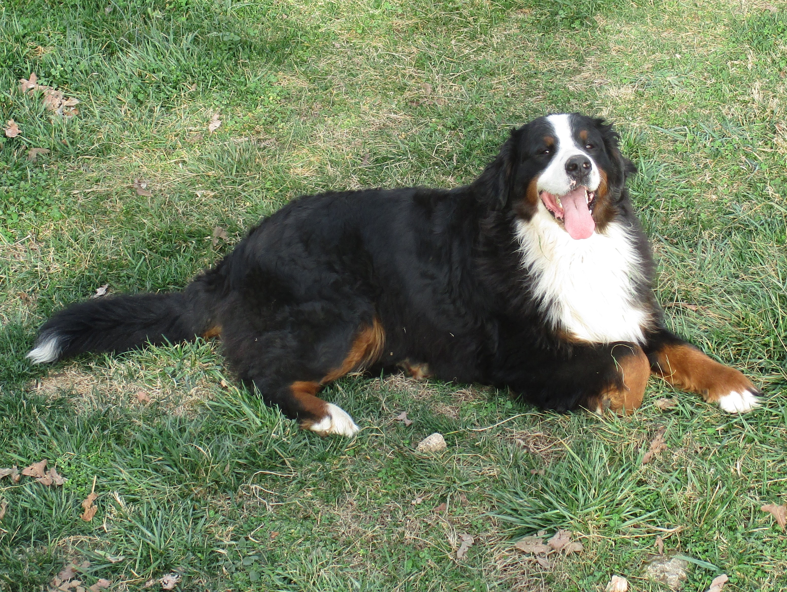 Kandi, Bernese Mountain Dog Mother