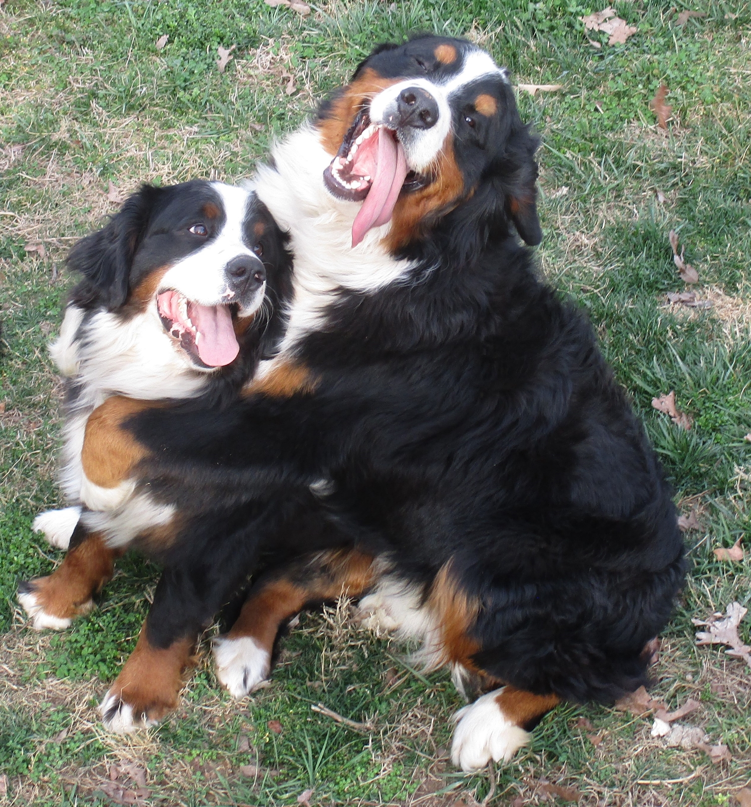 Bernese Mountain Dogs