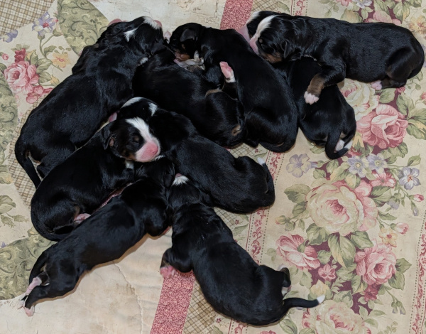 Bernese Mountain Dog puppies