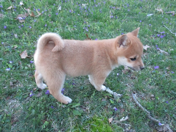 Shiba Inu puppy Luna