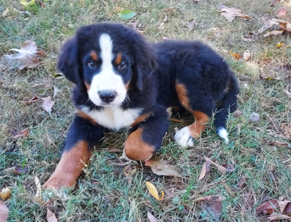 Bernese Mountain Dog puppy, Matilda