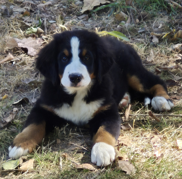 Bernese Mountain Dog puppy, Matilda