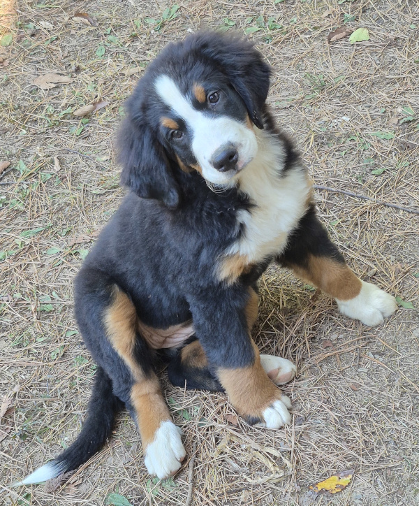 Bernese Mountain Dog puppy, Matilda