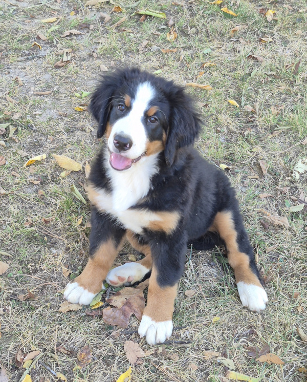 Bernese Mountain Dog puppy, Mavis