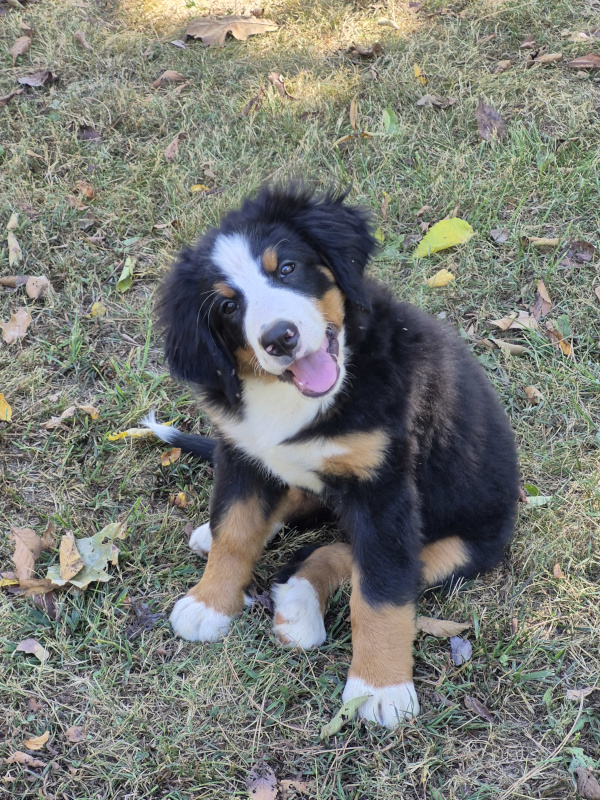 Bernese Mountain Dog puppy, Mavis