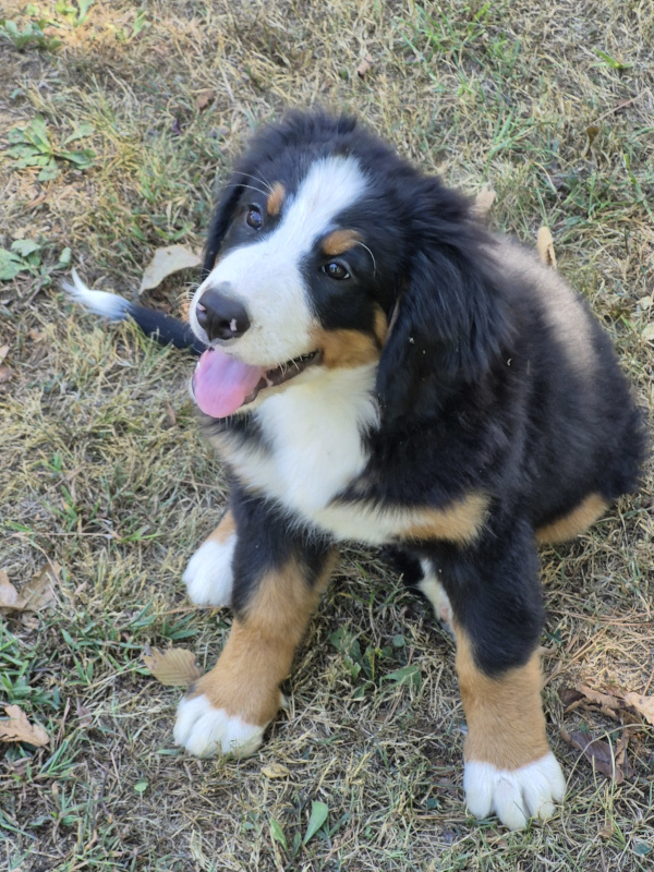 Bernese Mountain Dog puppy, Mavis
