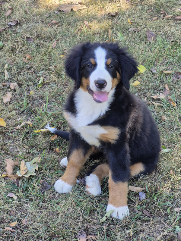 Bernese Mountain Dog puppy, Mavis