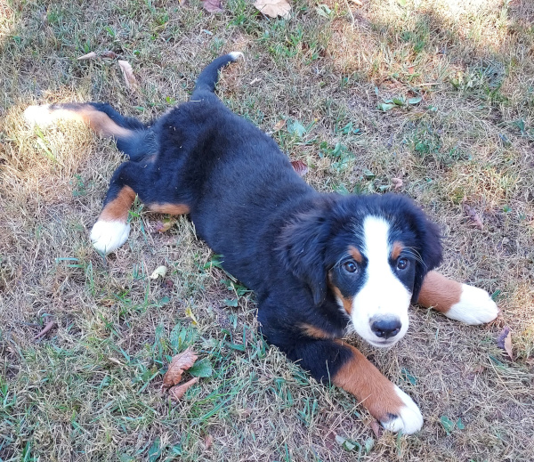 Bernese Mountain Dog puppy, Mila