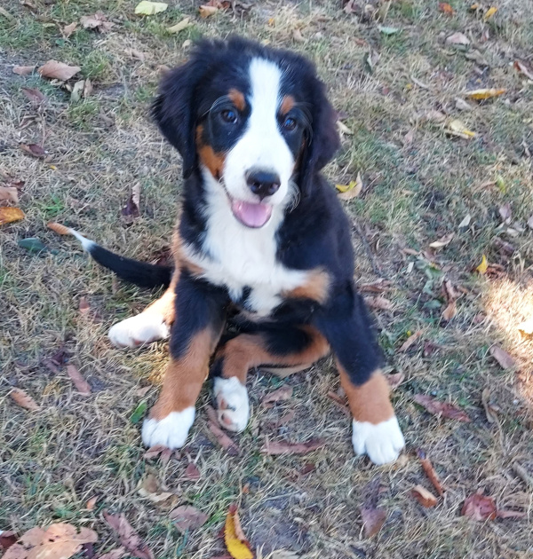Bernese Mountain Dog puppy, Mila