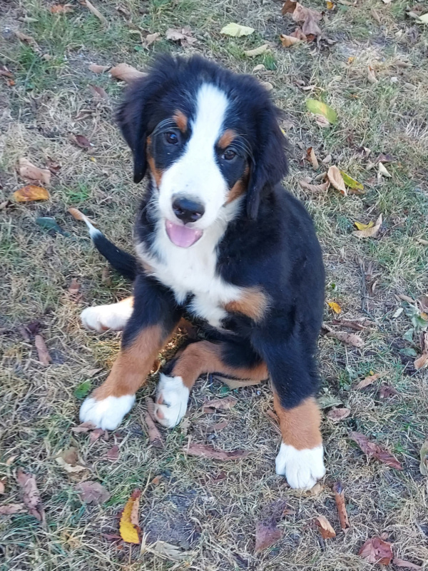 Bernese Mountain Dog puppy, Mila