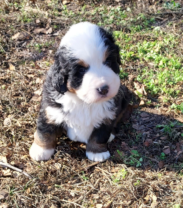 Bernese Mountain Dog puppy Nicholas