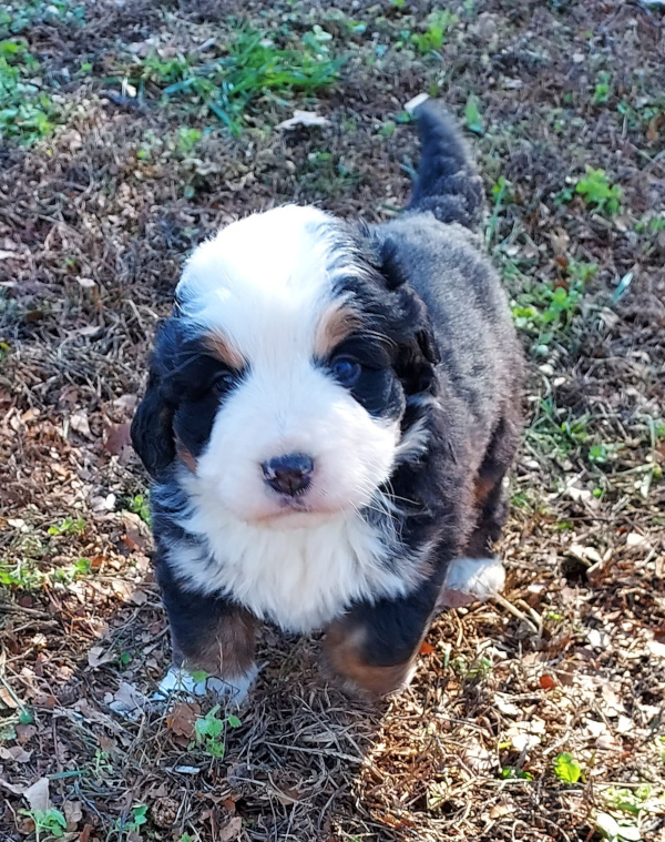 Bernese Mountain Dog puppy Nicholas