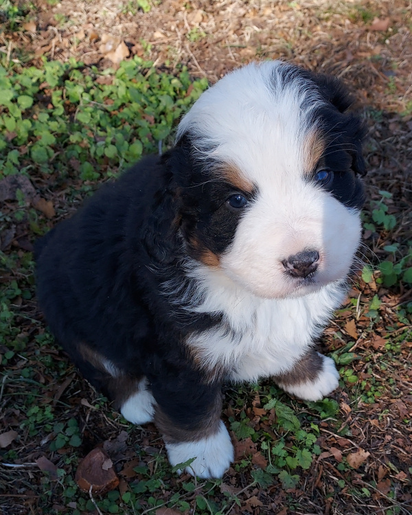 Bernese Mountain Dog puppy Nicholas