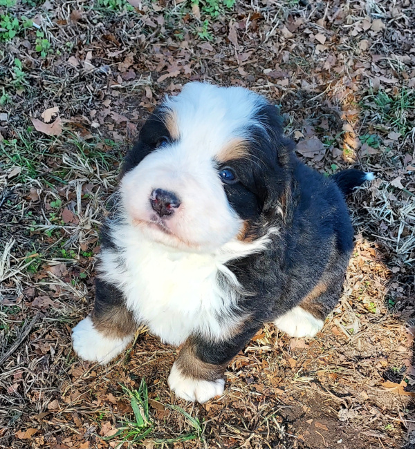 Bernese Mountain Dog puppy Nicholas