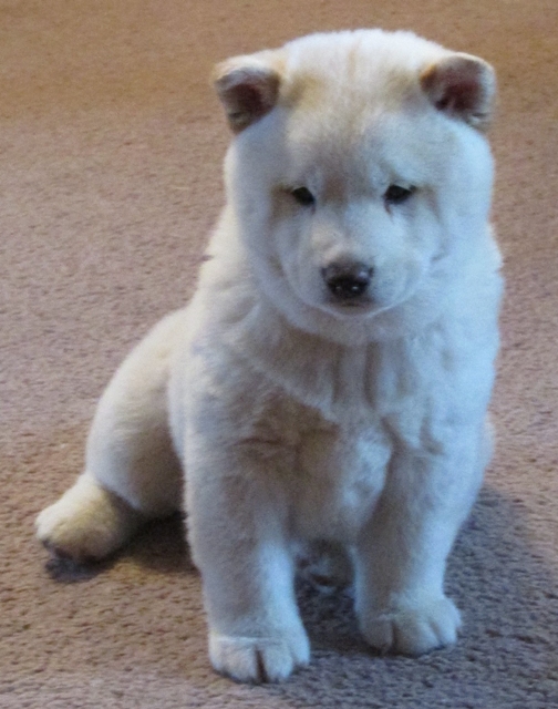 Shiba Inu puppy Polar Bear