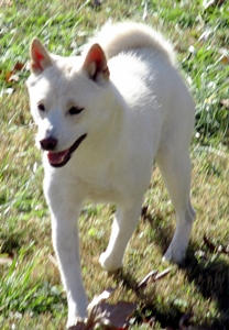 Snow Flake, Shiba Inu Mother